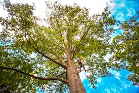 How Our Tree Care Process Works  in  Woodridge, IL