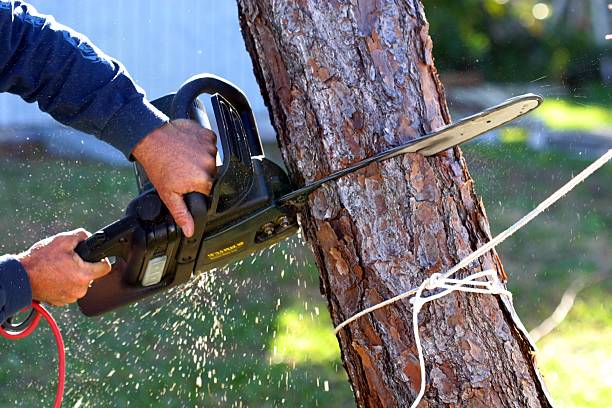 Reliable Woodridge, IL Tree Services Solutions