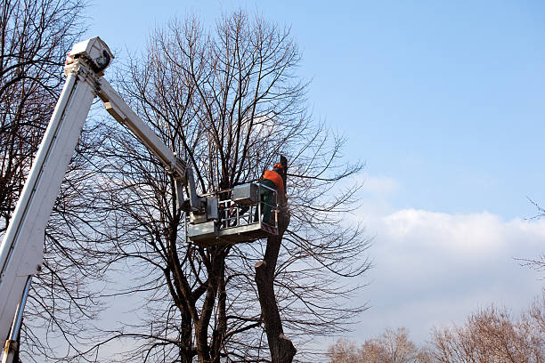 Tree and Shrub Care in Woodridge, IL